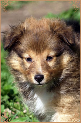 Арт Филисити Флоренция, Art Felicity Florencia