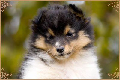 Арт Филисити Фригоза, Art Felicity Frigoza