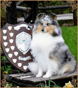 Blue Hopes And Dreams of Silver-Shadow, Crufts Winners