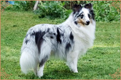 Chazey Far From Frosty with Shougie