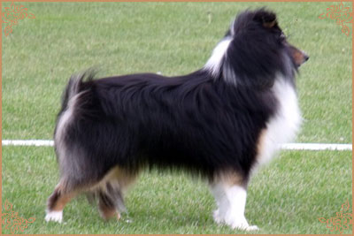 Daliyhaa Secret Weapon at Sevenoaks, Crufts Winners