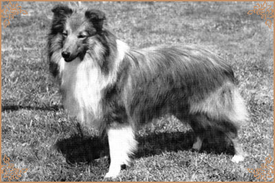 Durnovaria Double Agent, Crufts Winners