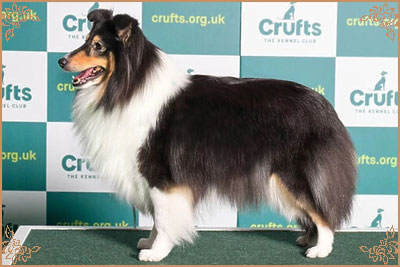 Edglonian Rhythm`N Rhyme, Crufts Winners