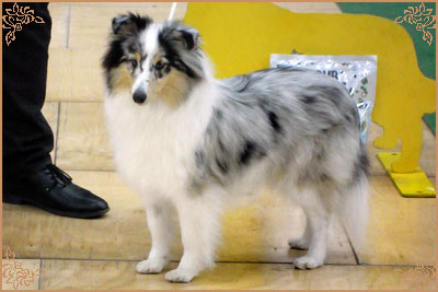 Frostice Makeover, Crufts Winners
