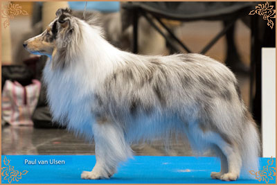 Frostice Makeover, Crufts Winners