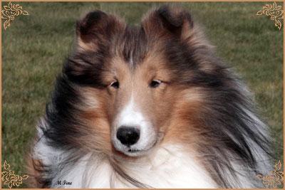 Ilemist As You Like It