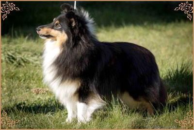 Lavika For Lucy With Love