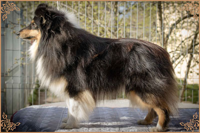 Lavika For Lucy With Love