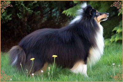 Lavika For Lucy With Love