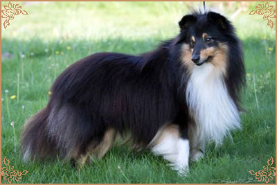 Lavika For Lucy With Love