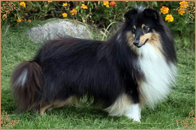 Lavika For Lucy With Love