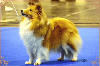 Lavika Summer Time, Crufts Winners