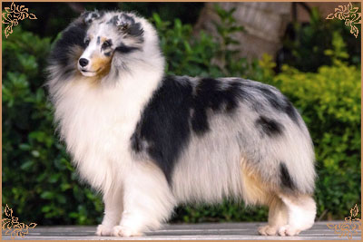 Royal Hills Alex Marie