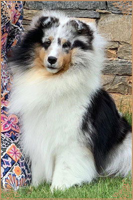 Royal Hills Alex Marie