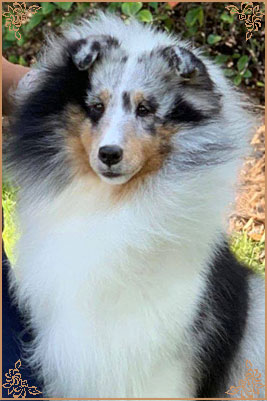 Royal Hills Alex Marie