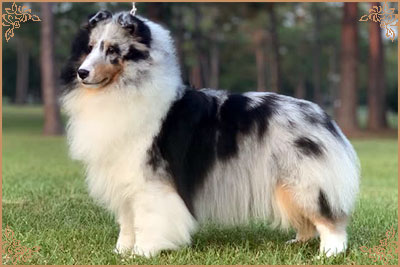 Royal Hills Alex Marie