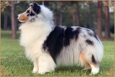 Royal Hills Alex Marie