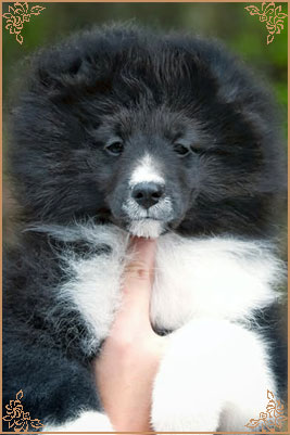 Royal Hills Black Swan