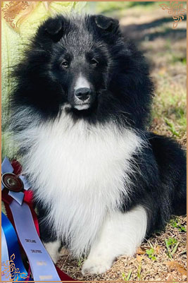 Royal Hills Black Swan