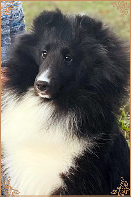 Royal Hills Black Swan