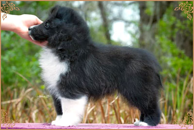 Royal Hills Black Swan