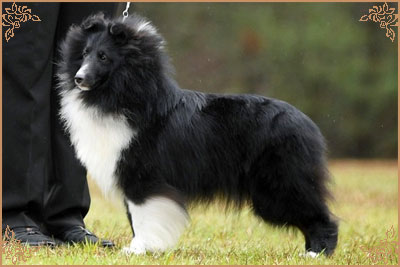 Royal Hills Black Swan