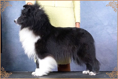 Royal Hills Black Swan