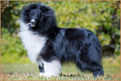 Royal Hills Black Swan