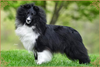 Royal Hills Black Swan