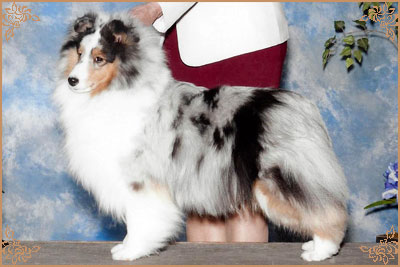 Royal Hills Cover Girl