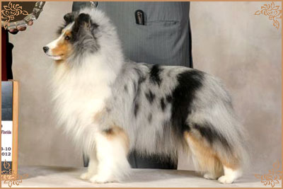 Royal Hills Cover Girl