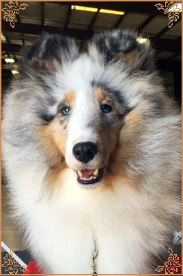 Royal Hills Cover Girl