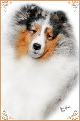 Royal Hills Cover Girl