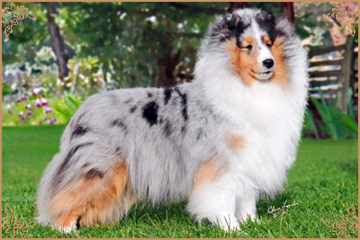 Royal Hills Cover Girl