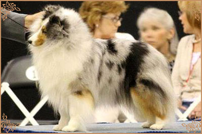 Royal Hills Cover Girl