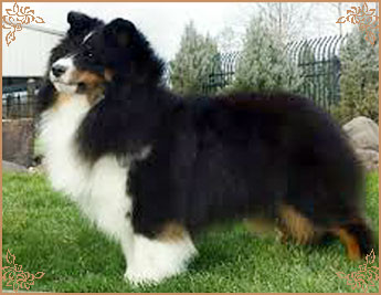 Royal Hills Precious Gem