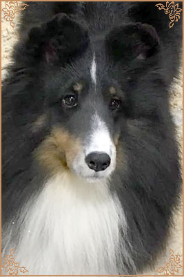 Royal Hills Precious Gem