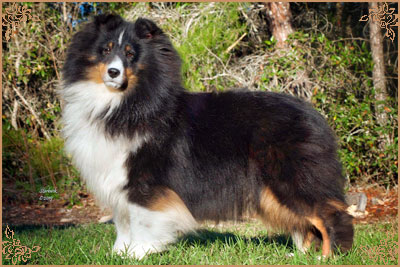 Royal Hills Precious Gem