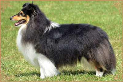 Shemist Black Wizard