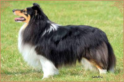 Shemist Black Wizard