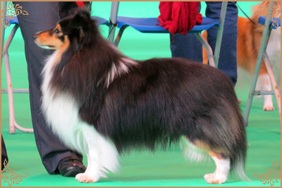 Shemist Black Wizard