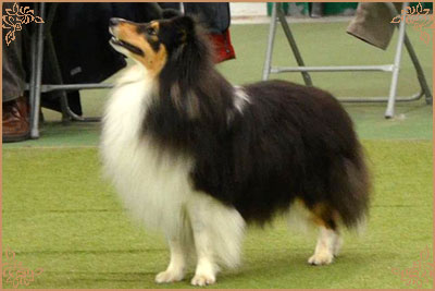 Shemist Black Wizard