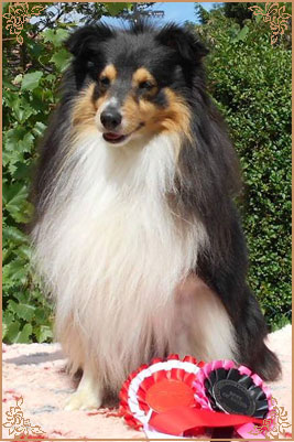 Shemist Black Wizard