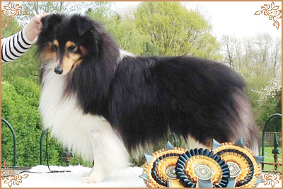 Shemist Black Wizard