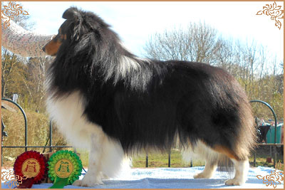 Shemist Black Wizard