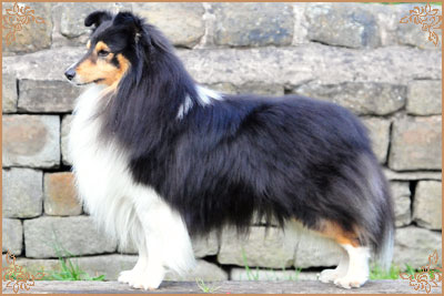 Shemist Black Wizard