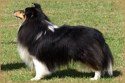 Shemist Black Wizard