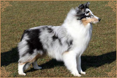 Shougies Winter Wizard at Neraklee