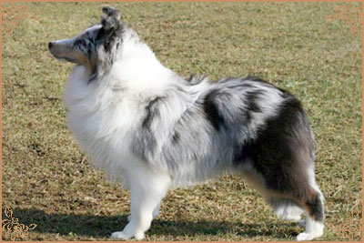 Shougies Winter Wizard at Neraklee