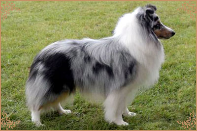 Shougies Winter Wizard at Neraklee